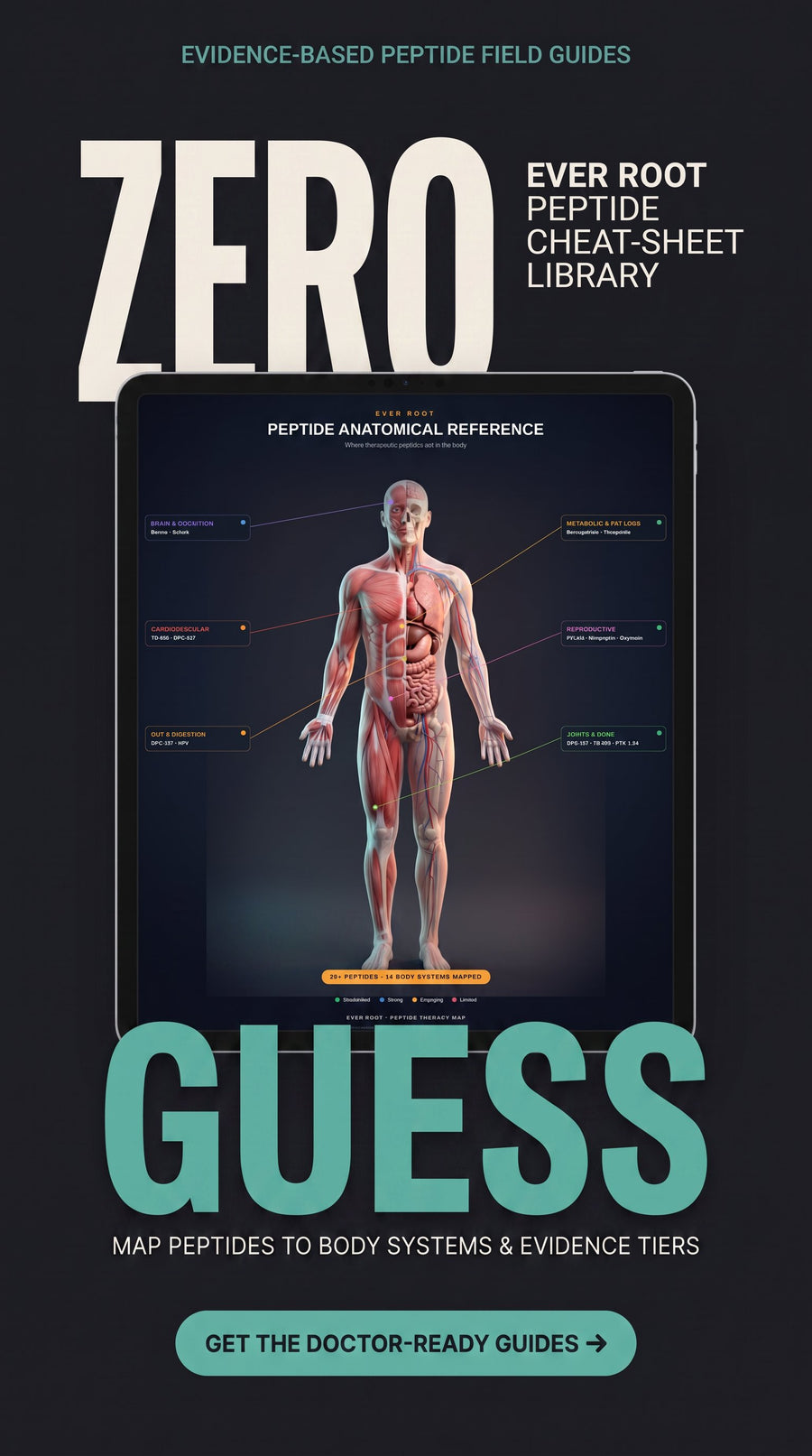 Peptide anatomical body map